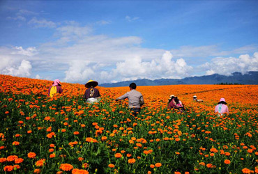 晨光生物工業(yè)化提取槲皮萬壽菊素獲得成功