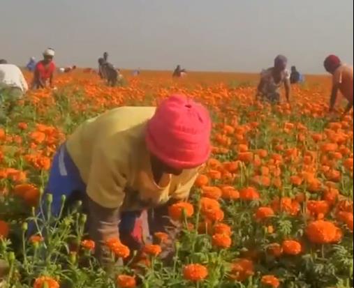 晨光生物順應”一帶一路“倡議，共創(chuàng)未來美好生活！