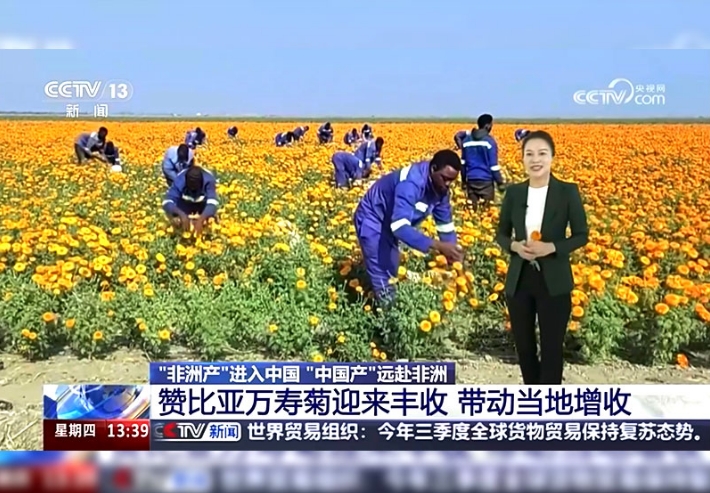 CCTV-13：辣椒種子出海 非洲大地奏響邯鄲“椒”響曲