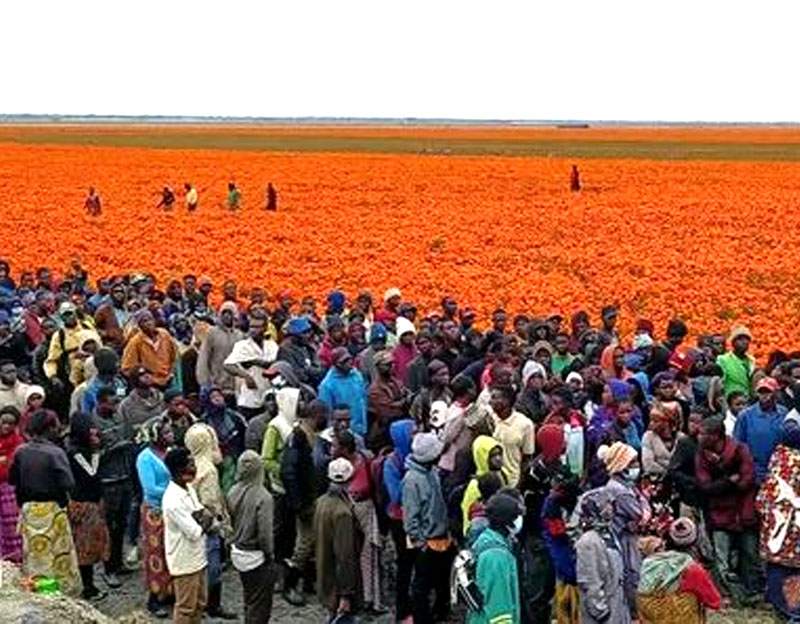 晨光生物扎根非洲 發(fā)展綠色農(nóng)業(yè)成果豐碩