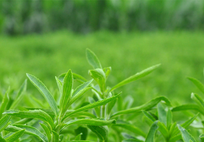 甜葉菊帶來好日子——河北曲周特色種植產業(yè)發(fā)展見聞