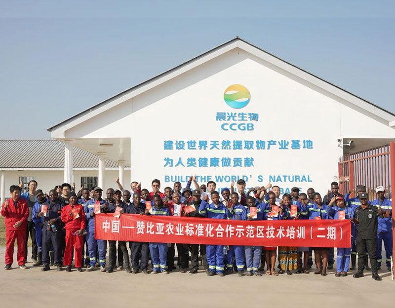 【邯鄲日報】在中非合作中彰顯中國標準：中贊農(nóng)業(yè)標準化合作示范區(qū)項目在晨光生物贊比亞原料基地落地顯效