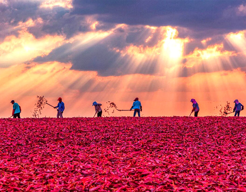 【中華工商時報】晨光生物“逆襲”：扎根縣域，謀劃植物提取產(chǎn)業(yè)“大文章”